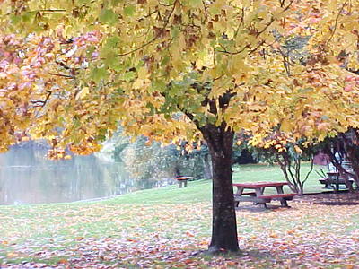 View of the Lake